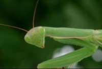 Praying Mantis Style