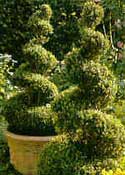 My topiary, before the butchery