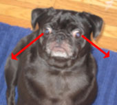 Pork the Pug's eyes